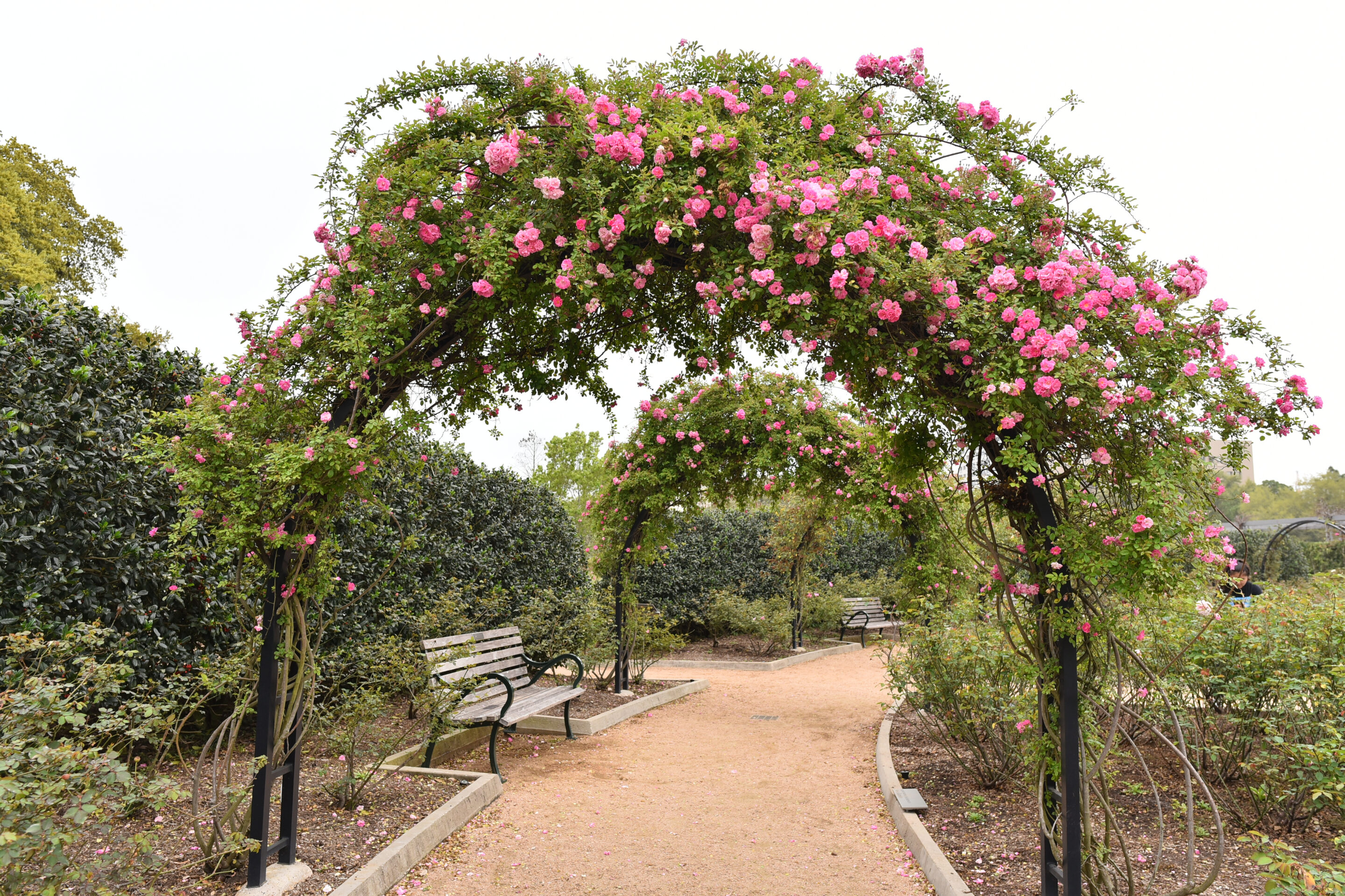 View,Of,Mcgovern,Centennial,Gardens,In,Houston,Tx